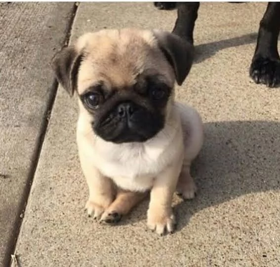 Cuccioli di Carlino grigio disponibili per regalo a un buon prezzo.