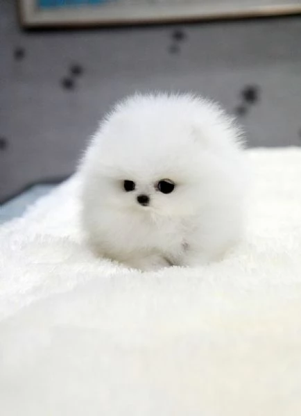 Cuccioli di Pomerania giocherelloni