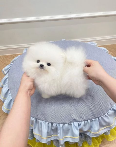 Cuccioli di Pomerania giocherelloni | Foto 0