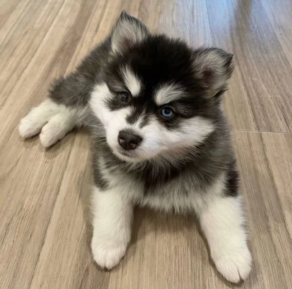 Siberian Husky di razza pura, occhi azzurri, bianco e nero, disponibili per regalo.