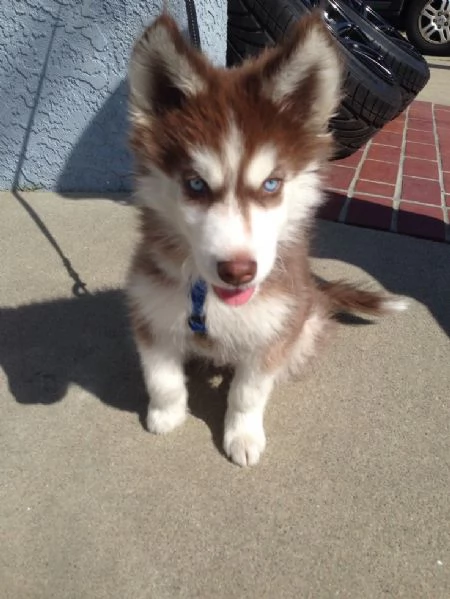 Siberian Husky di razza pura, occhi azzurri, bianco e nero, disponibili per regalo. | Foto 0