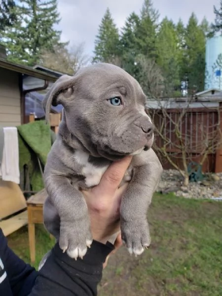 Cuccioli di Pitbull di razza pura di 3 mesi a prezzi convenienti | Foto 0