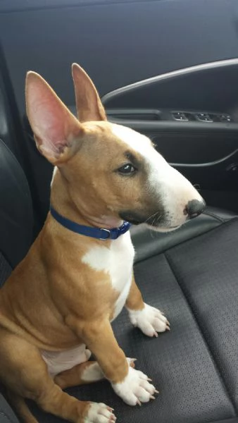 Adorabili cuccioli di Bull Terrier | Foto 0
