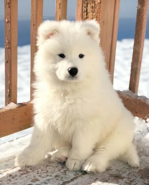 Ho dei bellissimi cuccioli di Samoiedo. | Foto 0