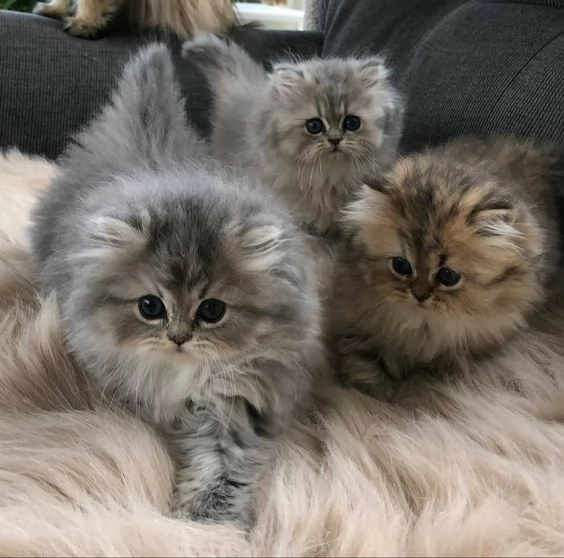 Gattini Persiani Completamente Vaccinati