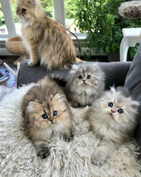 Gattini Persiani Completamente Vaccinati | Foto 0