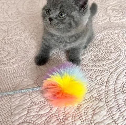 Gattini British Shorthair pronti per essere adottati.