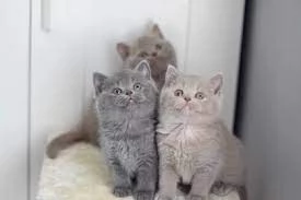 Gattini British Shorthair pronti per essere adottati. | Foto 0