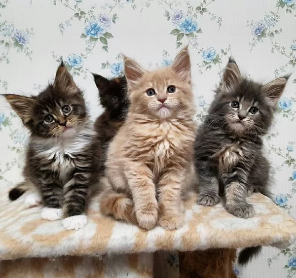 Cuccioli di Maine Coon in vendita.