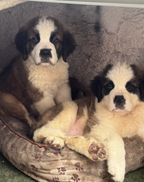  REGALO SAN BERNARDO  | Foto 0