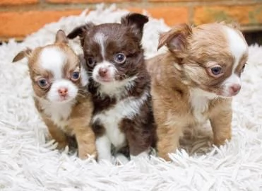 Cuccioli di Chihuahua fantastici