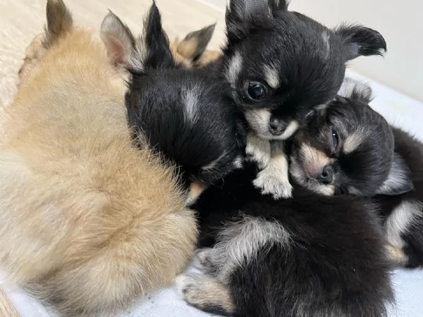 Bellissimi cuccioli di chihuahua. | Foto 1