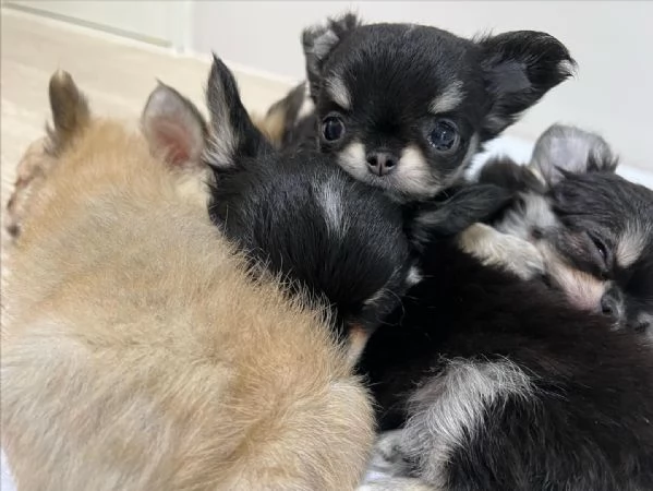 Bellissimi cuccioli di chihuahua. | Foto 0