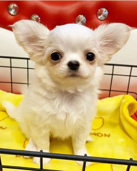 Cani e cuccioli di Chihuahua