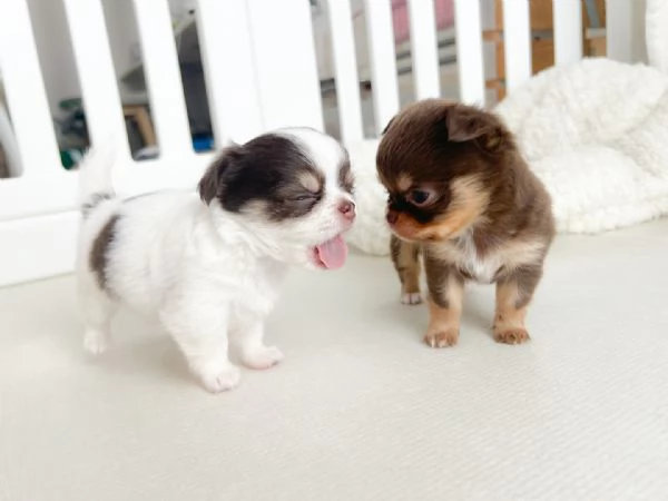 Cuccioli di Chihuahua disponibili