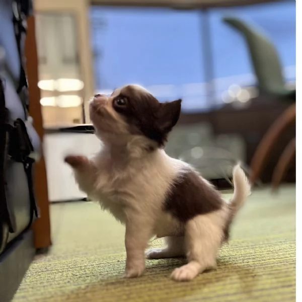 Cercasi casa per sempre | Foto 1