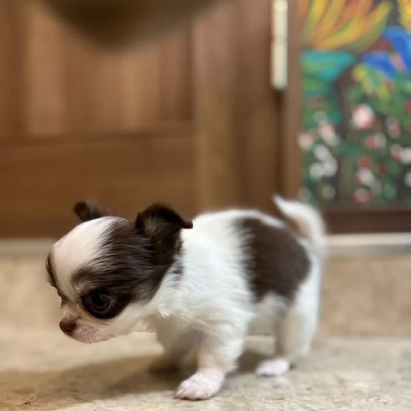 Cercasi casa per sempre | Foto 0