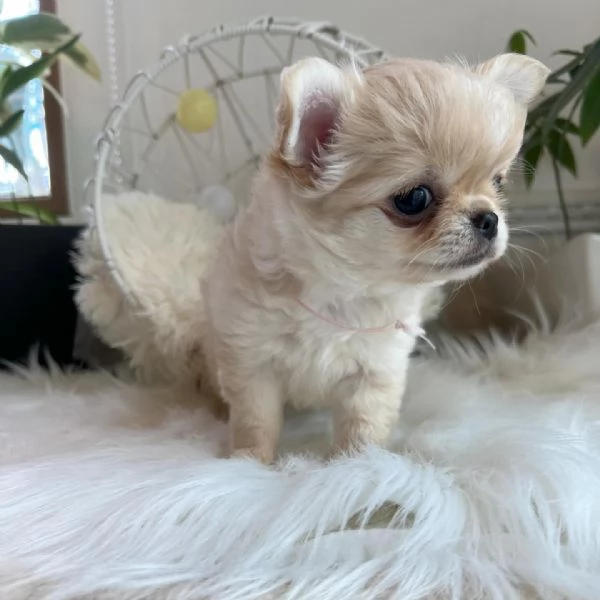 Vendita cuccioli di chihuahua. | Foto 1