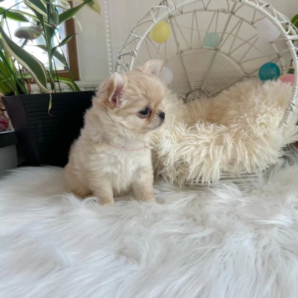 Vendita cuccioli di chihuahua. | Foto 0