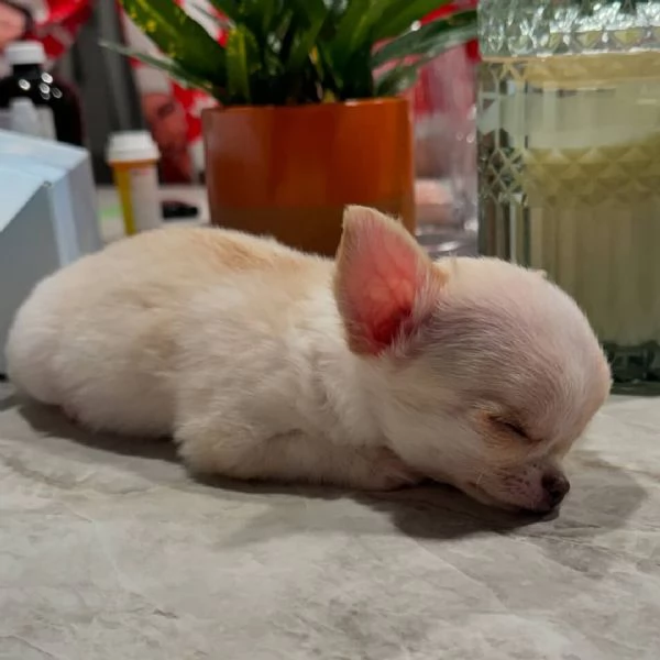 bellissimi Chihuahua | Foto 0