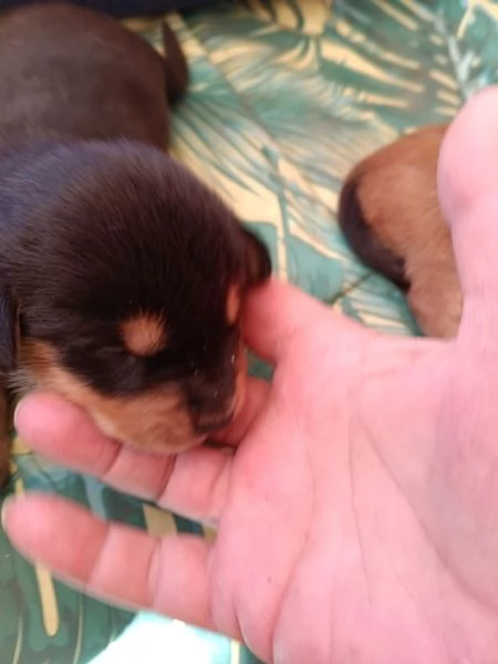 Cuccioi meticci da adottare