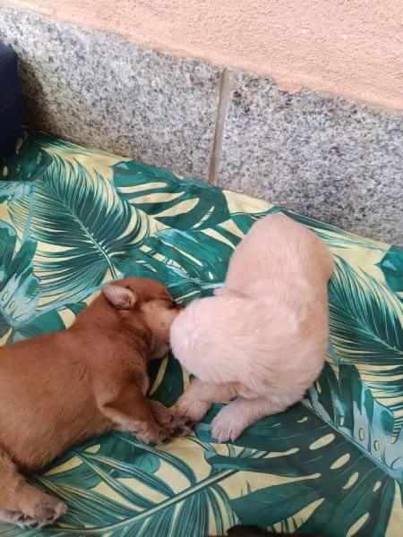 Cuccioi meticci da adottare | Foto 3