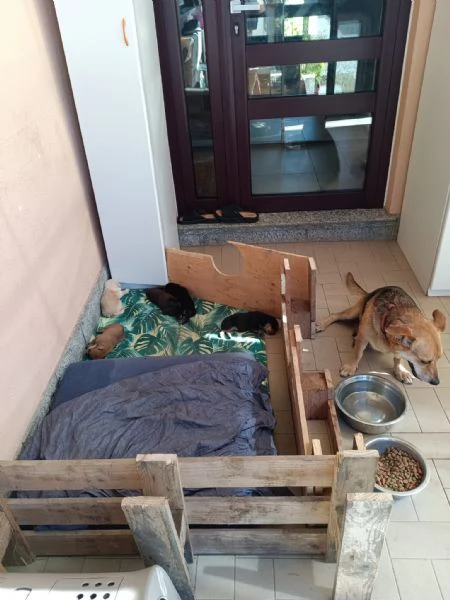 Cuccioi meticci da adottare | Foto 2