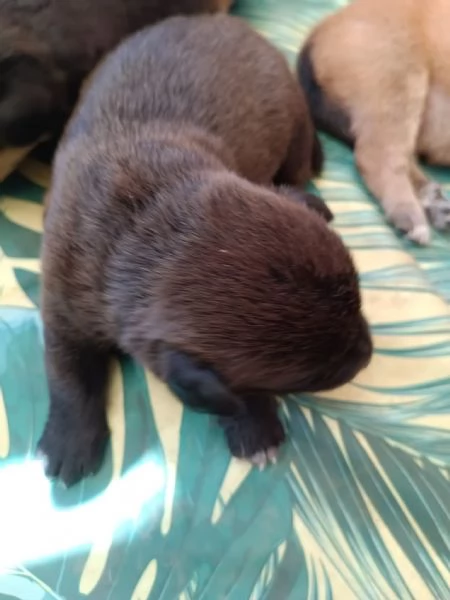 Cuccioi meticci da adottare | Foto 1