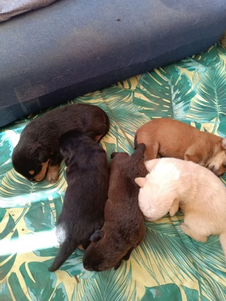 Cuccioi meticci da adottare | Foto 0