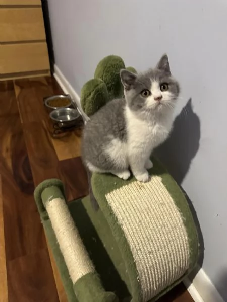 Gattini British Shorthair | Foto 0