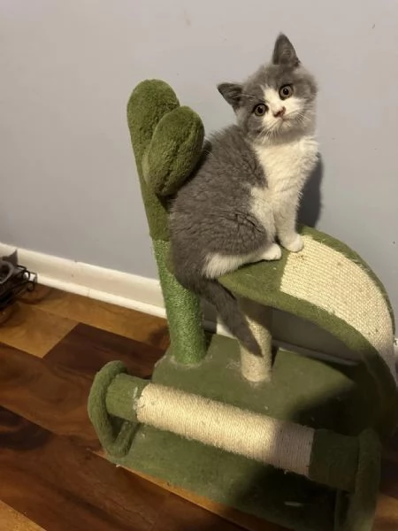 Gattini British Shorthair