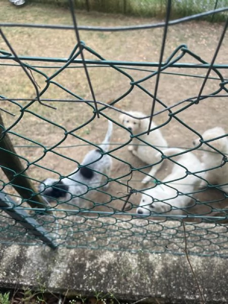 Cuccioli di pastore maremmano meticci 