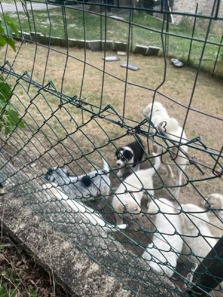 Cuccioli di pastore maremmano meticci  | Foto 0