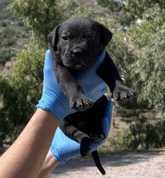 Cuccioli di cane corso
