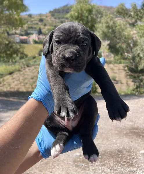 Cuccioli di cane corso | Foto 4
