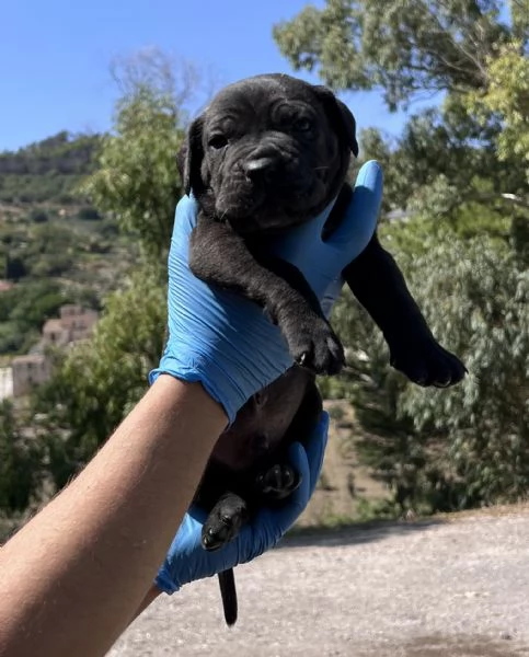 Cuccioli di cane corso | Foto 3