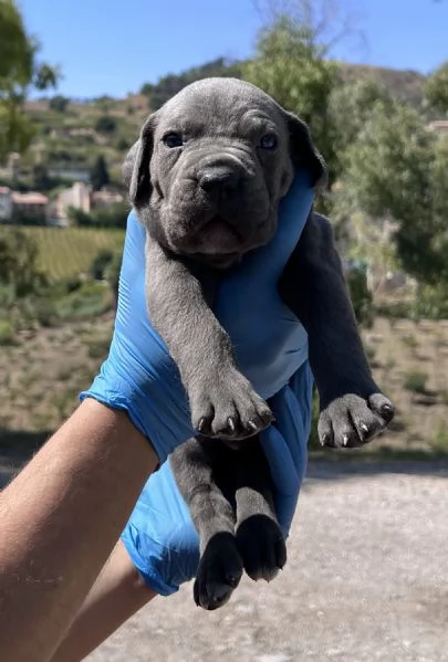 Cuccioli di cane corso | Foto 2