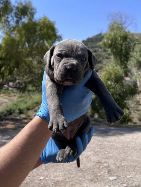 Cuccioli di cane corso | Foto 1