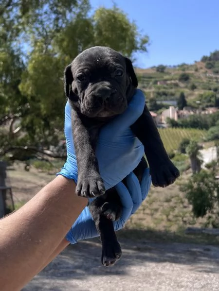 Cuccioli di cane corso | Foto 0