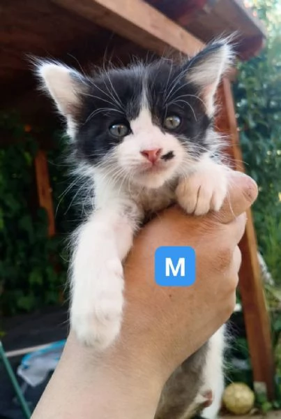 Gattini di 1 mese e mezzo