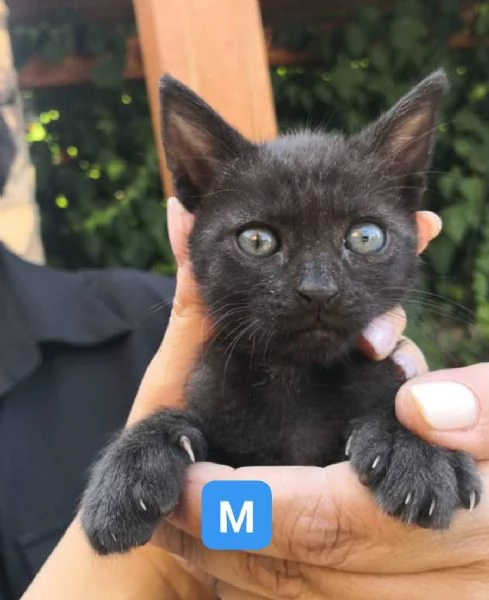 Gattini di 1 mese e mezzo | Foto 4