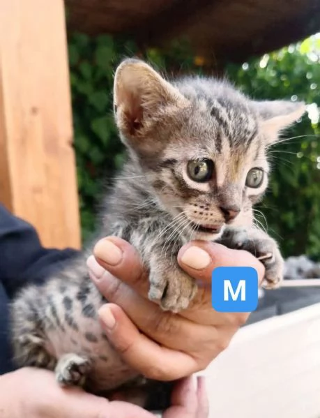 Gattini di 1 mese e mezzo | Foto 3