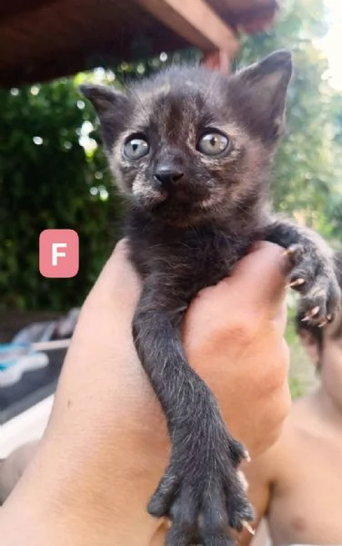 Gattini di 1 mese e mezzo | Foto 2