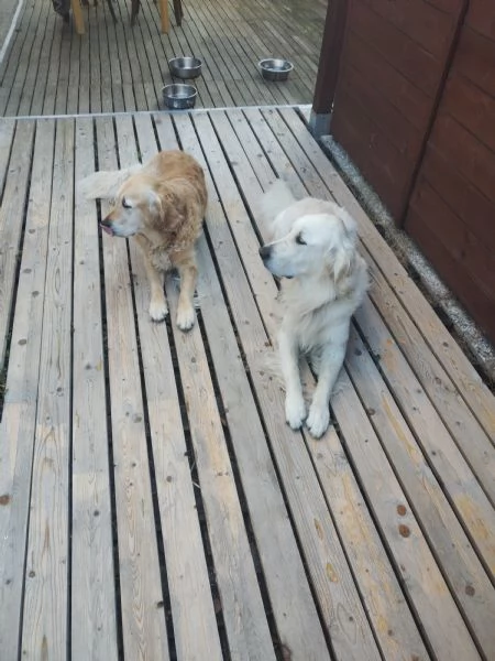 2 Golden Retriever cercano una nuova famiglia 