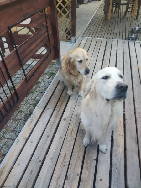 2 Golden Retriever cercano una nuova famiglia  | Foto 3