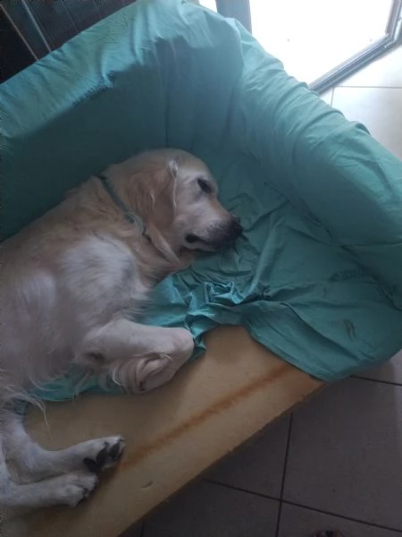 2 Golden Retriever cercano una nuova famiglia  | Foto 2