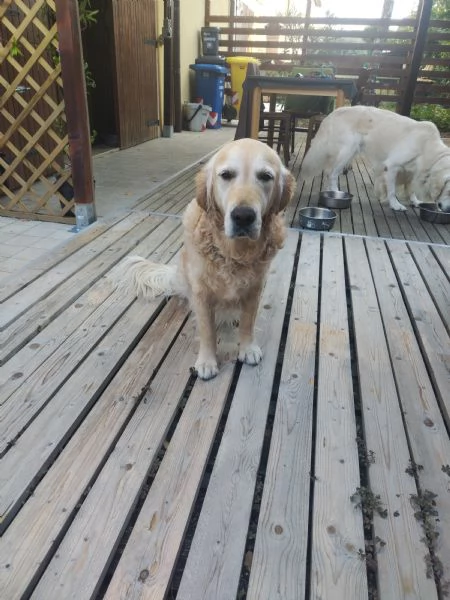 2 Golden Retriever cercano una nuova famiglia  | Foto 1
