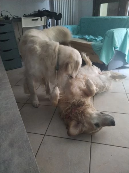 2 Golden Retriever cercano una nuova famiglia  | Foto 0