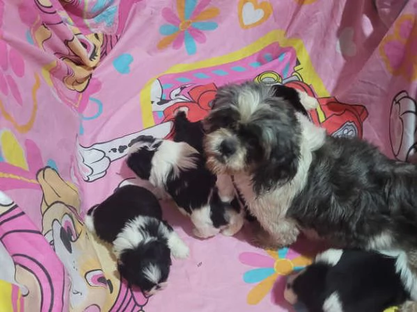 Ecco il nostro piccolo tesoro: il cucciolo di Shih Tzu | Foto 2