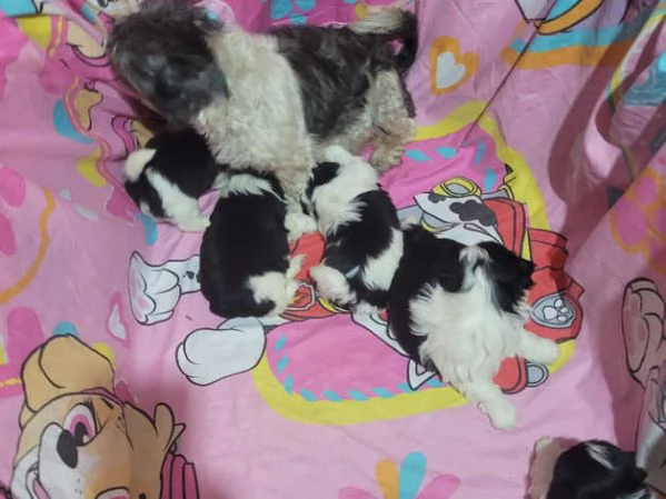 Ecco il nostro piccolo tesoro: il cucciolo di Shih Tzu